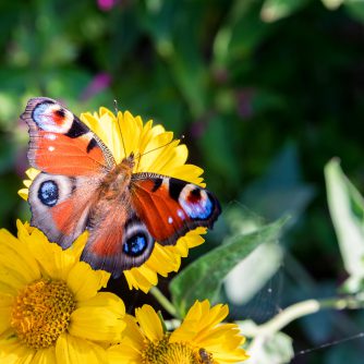 Zdjęcia motyla odpoczywającego na kwiatach